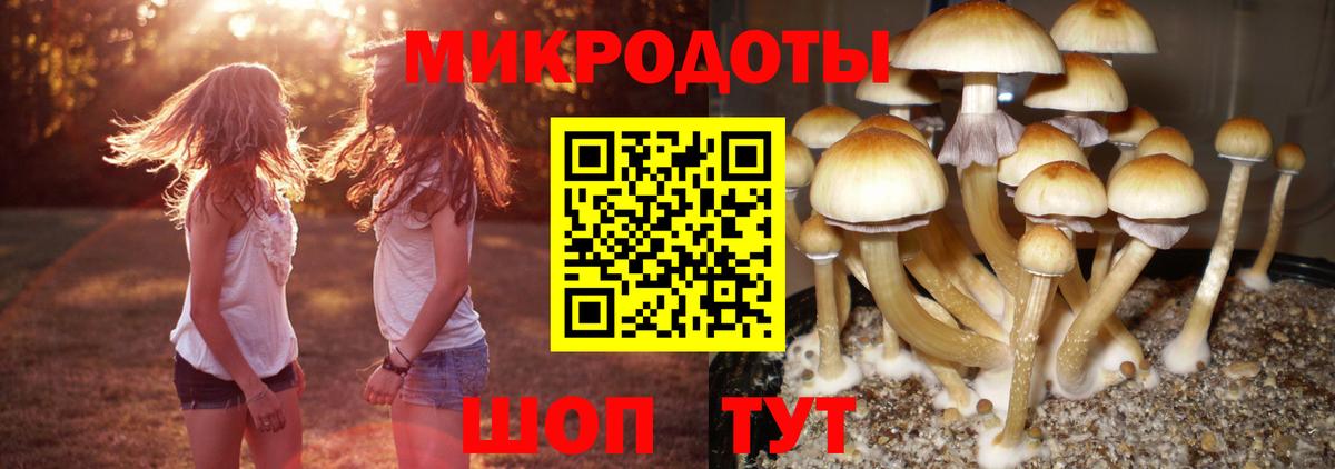 Галлюциногенные грибы Psilocybine cubensis Асино