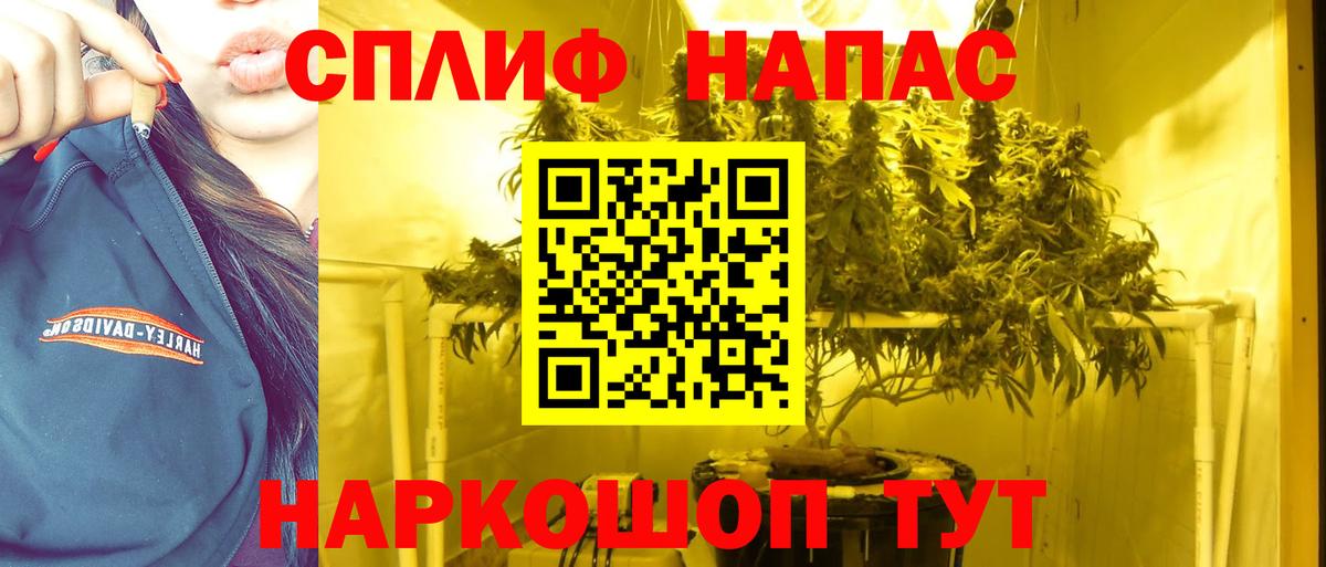 Асино  Марихуана сатива  Вход с VPN  Бошки марихуана ГИДРОПОН  Шишки марихуана тримм 